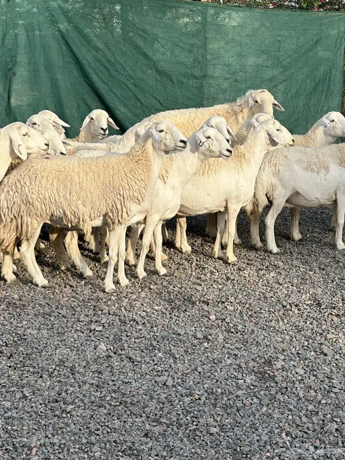 ضان حريات حرش صنف الصنف 43