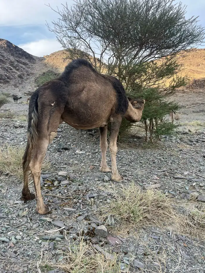 ناقه حمرا دهماء لقحه 5