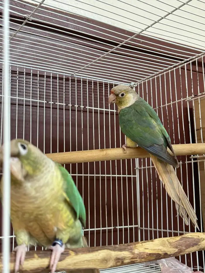 زوج كنيور سينمون تركواز منتج 2