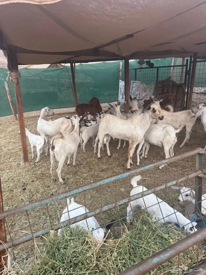 عرض وبيع مراح معزا بكامل 4