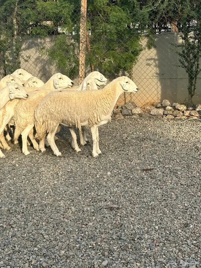 ضان حريات حرش صنف الصنف 25