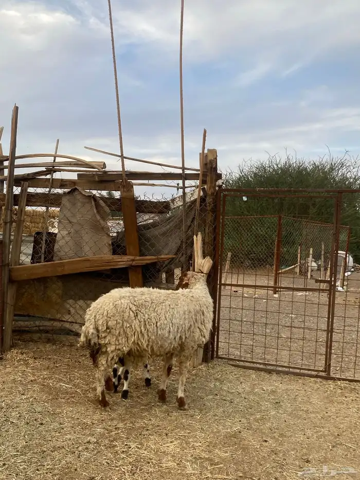 ضان . نعجه نعيميه والد 1