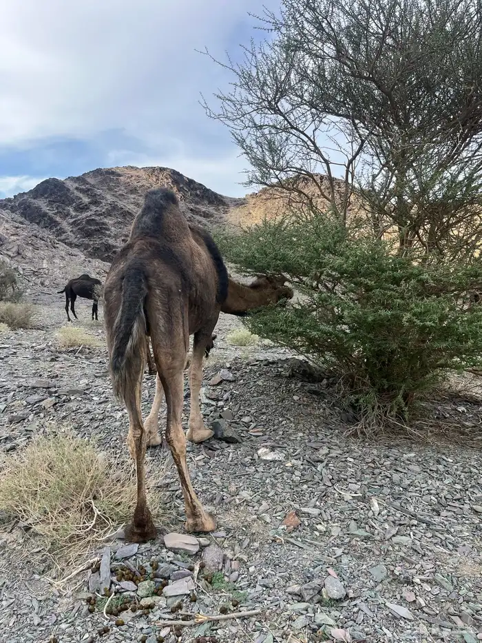 ناقه حمرا دهماء لقحه 7