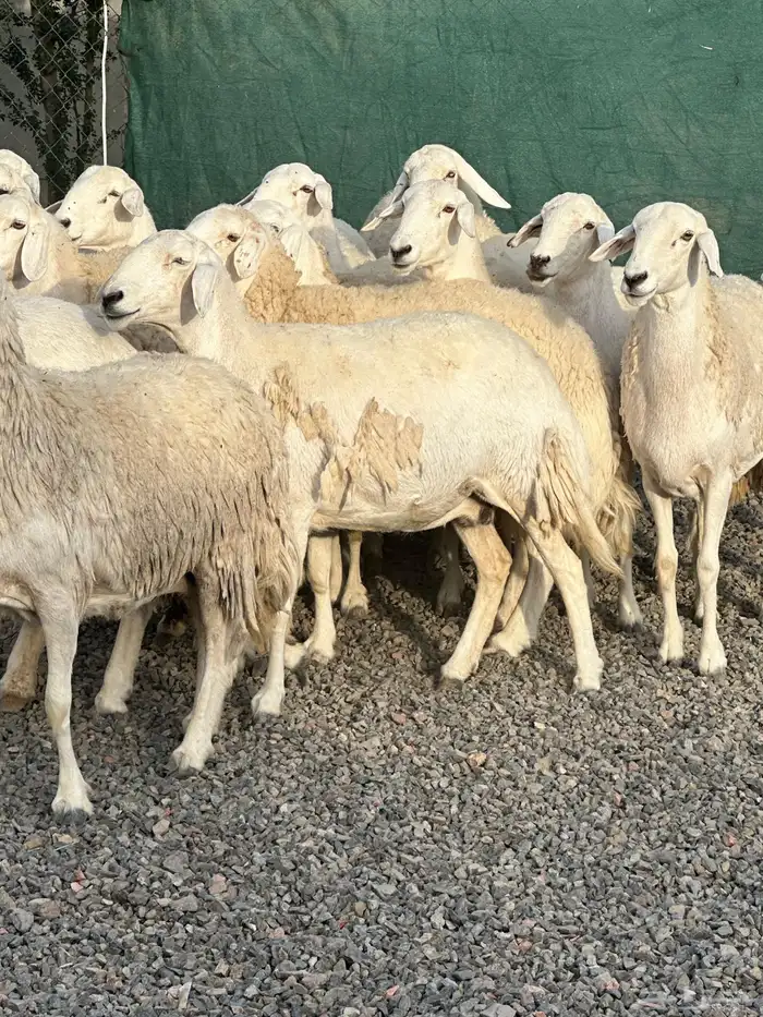 ضان حريات حرش صنف الصنف 33