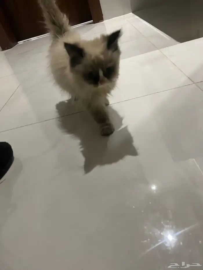 قطة للتبني 1