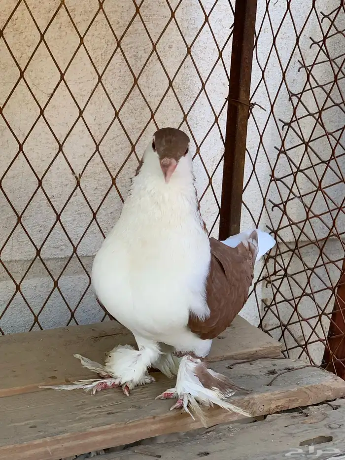 حمام ذكر رقاصي وذكر حمام شيرازي 5