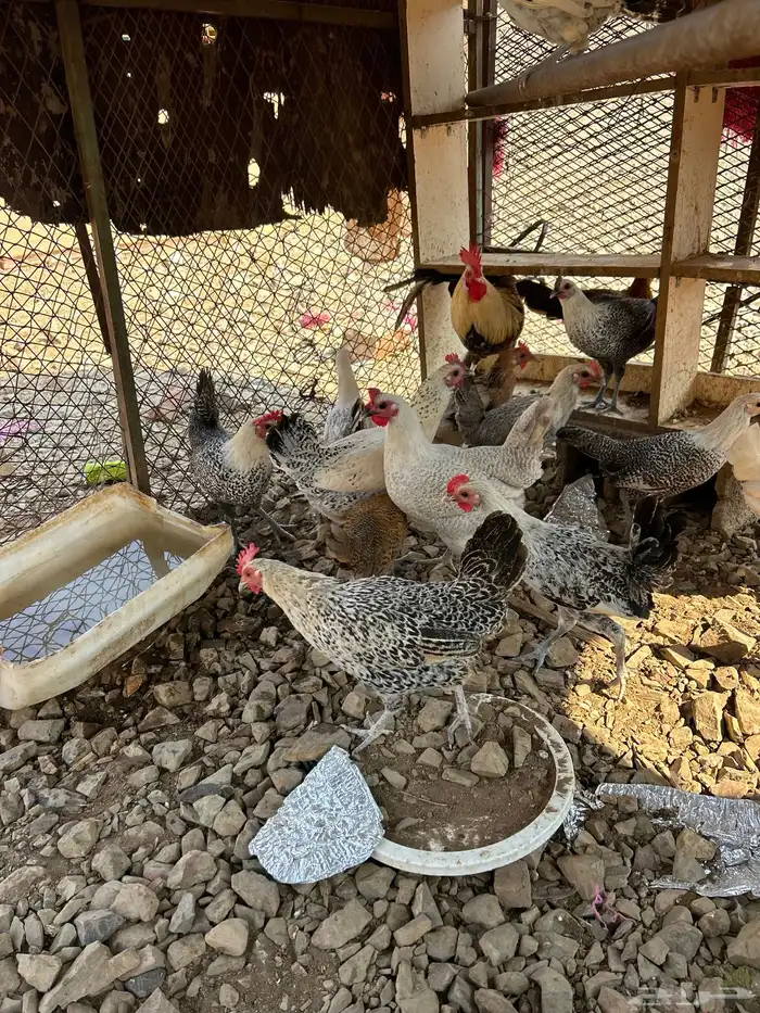 دجاج بلدي بياض 1