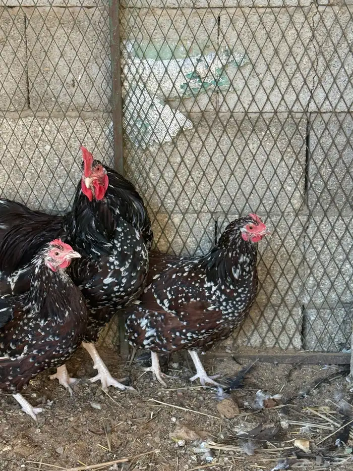 للبيع صوص دجاج انجليزي سوساكس 7