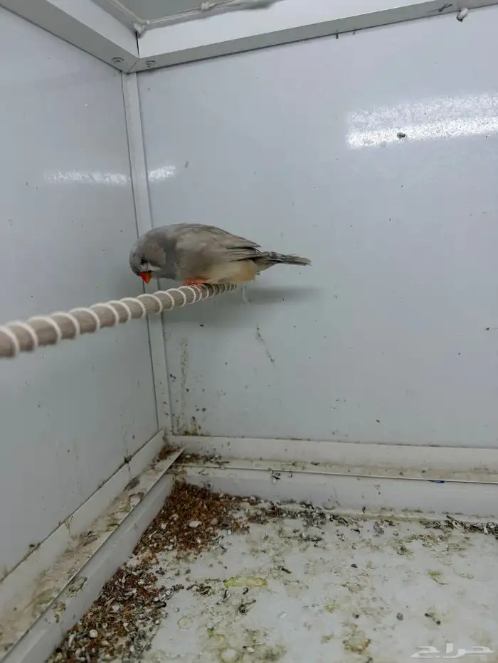 للبيع جوز زيبرا إنجليزي 0