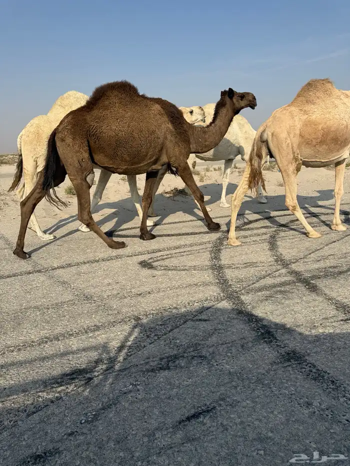 عشرا مبيوع حاشيها له 3 شهور ضروبه 0