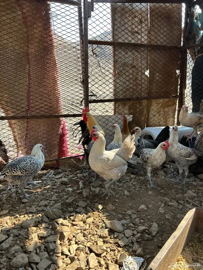 دجاج بلدي بياض 4