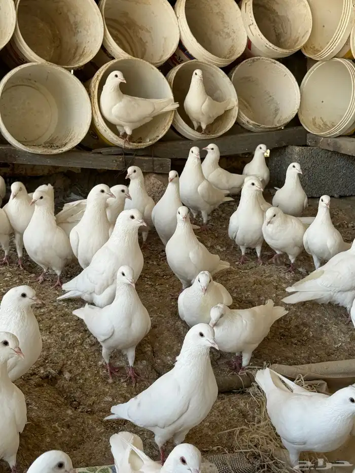 حمام فرنسي سوبر جامبو 4