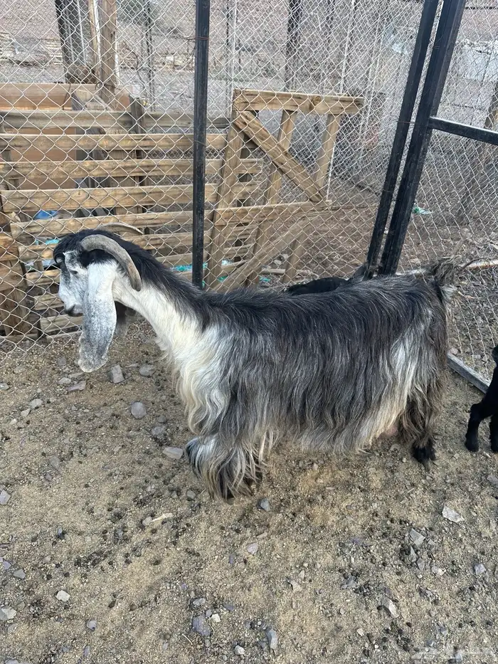 عنز خضرا مهي صغيره تحتها تيس 2