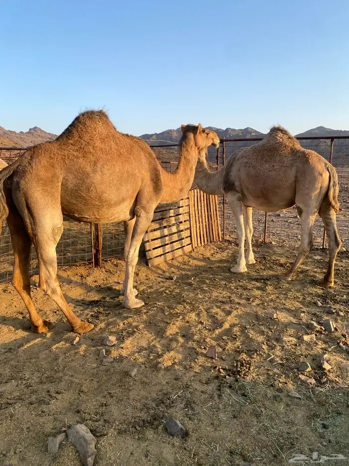 لقحات حمر. وحده ملاقي نياق مقنوي الحد من5800 4