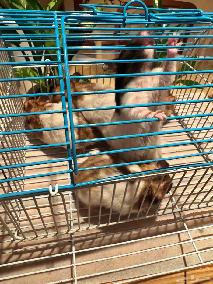 هامستر للبيع 4