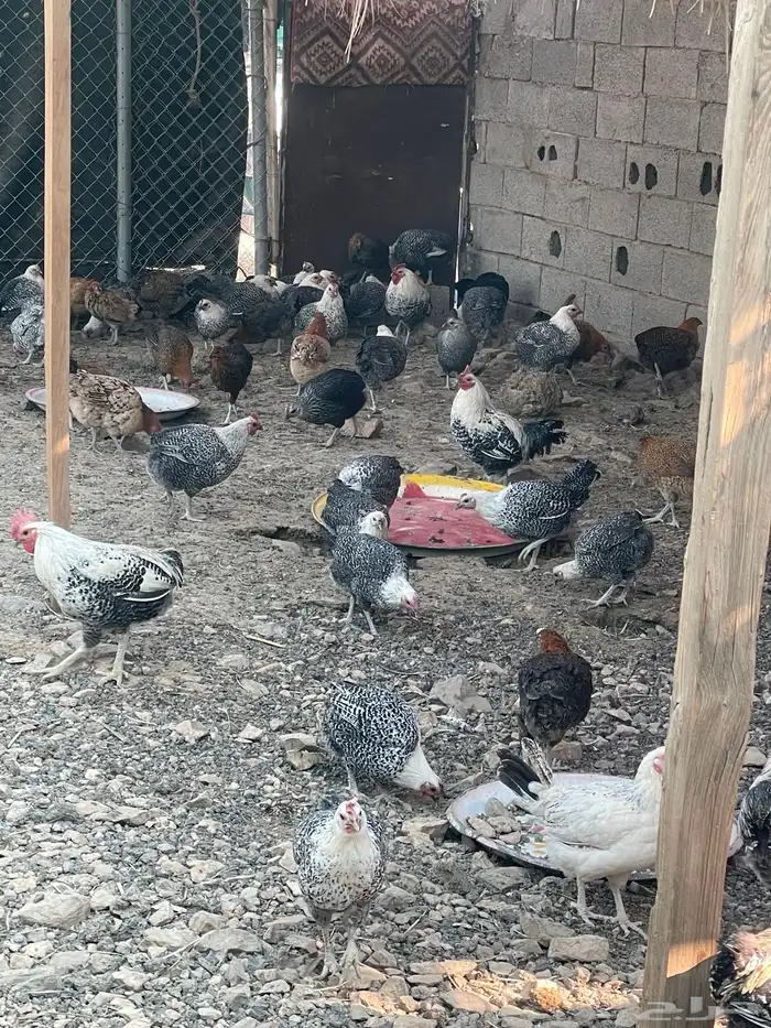 دجاج بياض فيومي وبلدي للبيع 0