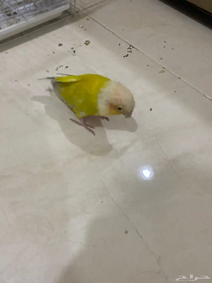 للبيع طيرين نظيفة   كنيور   كويكر 2