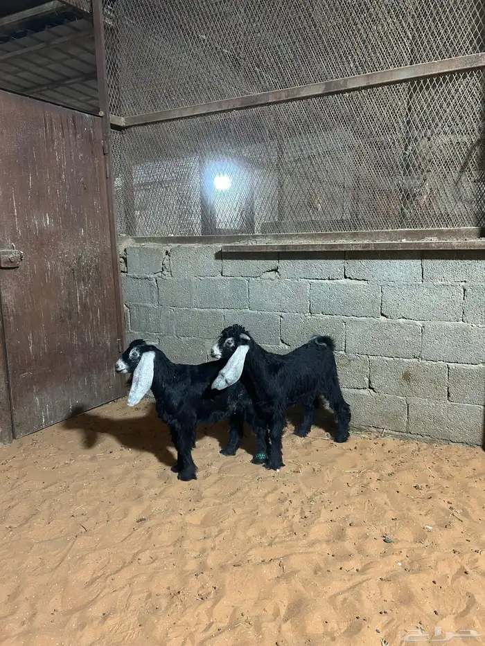 تيوس عوارض مندي زبده 2