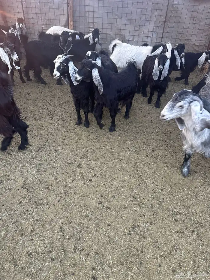 تيوس وجفار للبيع 6