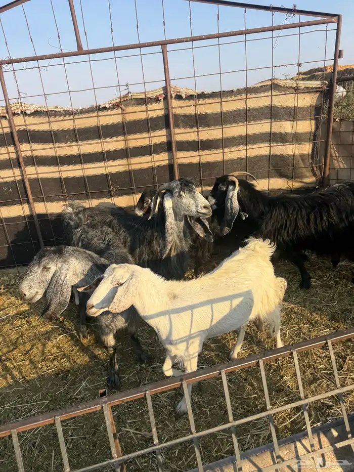 معزا ولد طيبه ونضيفه العدد 9. روس تحتها 18 2