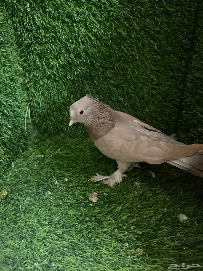 مجموعة ذكور زينه 26