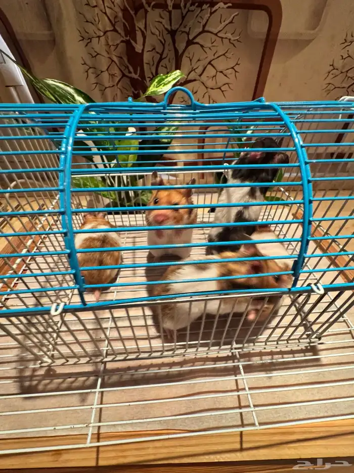 هامستر للبيع 8