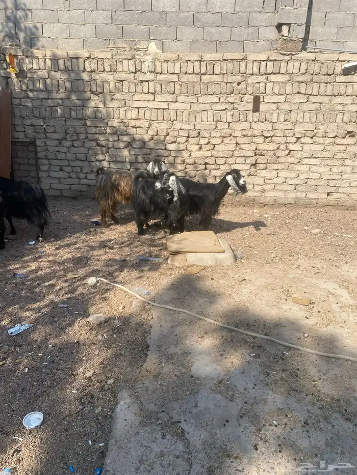 معزا ب فحلها 6