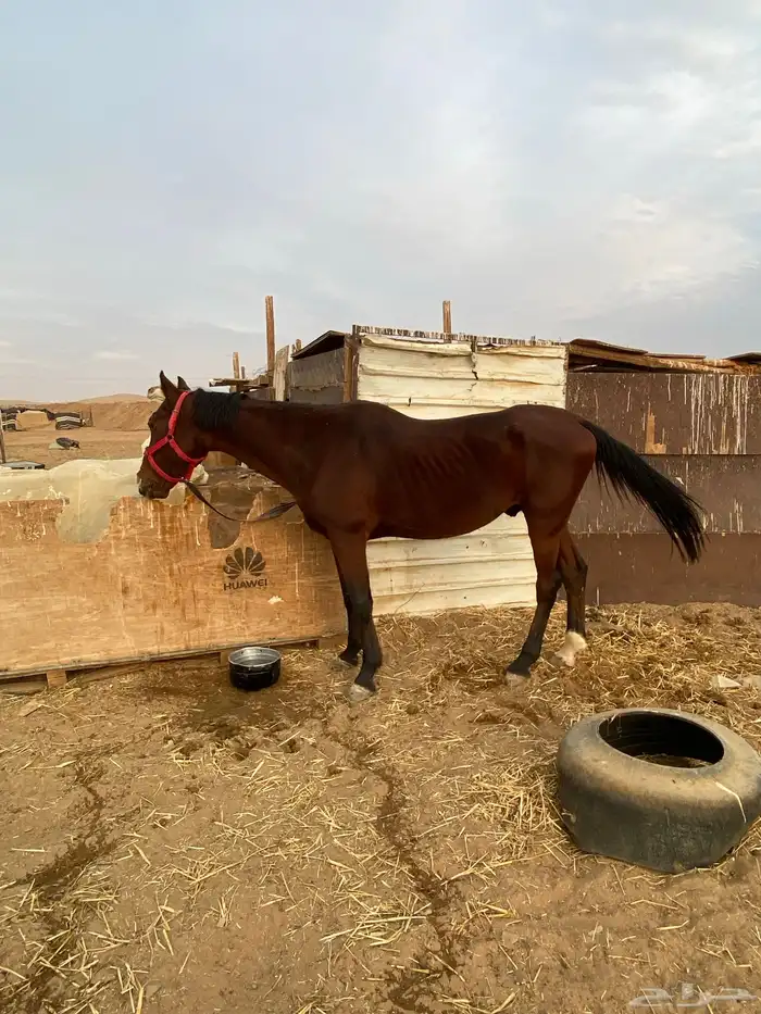 حصان انقليزي للبيع 2