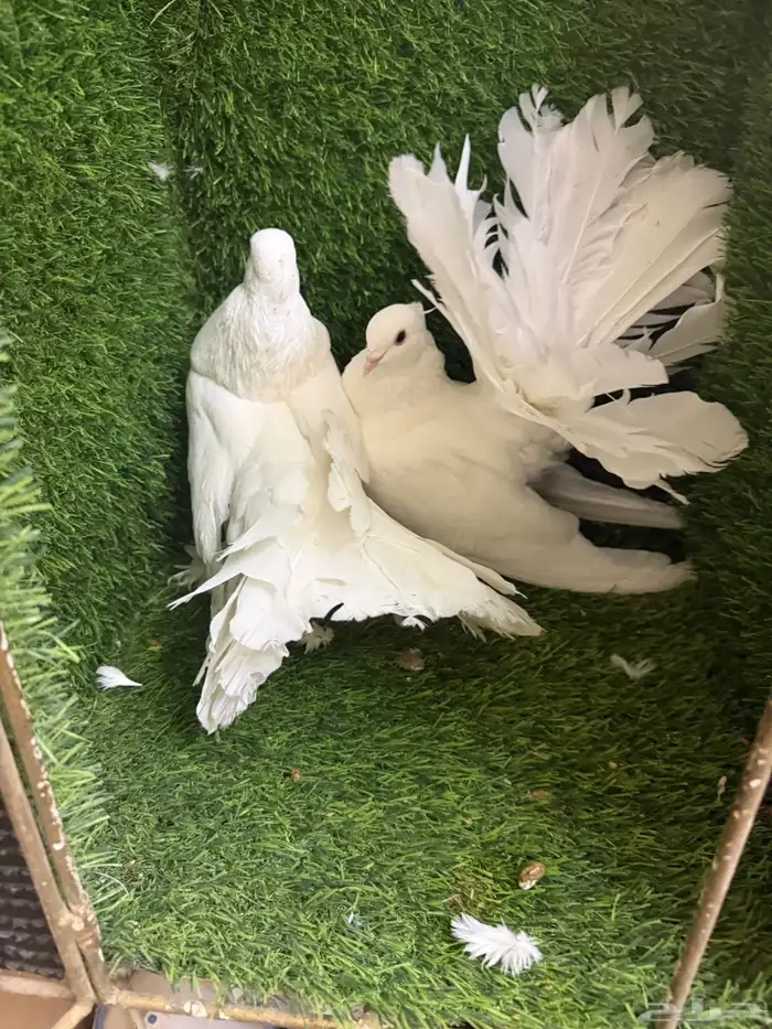 مجموعة ذكور زينه 5