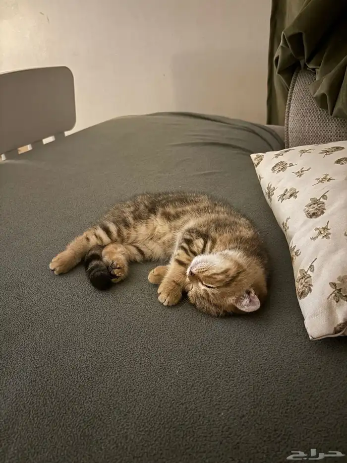 سكوتش فولد ذكر 0