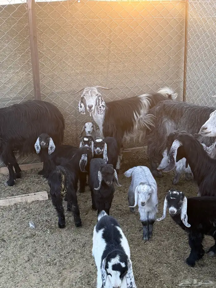 للبيع معزا عوارض العدد 6 وتحتها 10 1