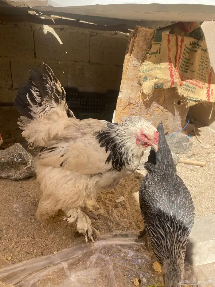 دجاج براهما كلومبي 3