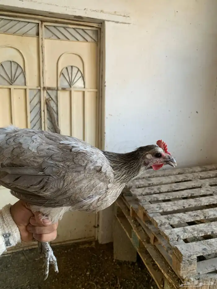 دجاج بلدي شرط النضافه ولانتاج 3