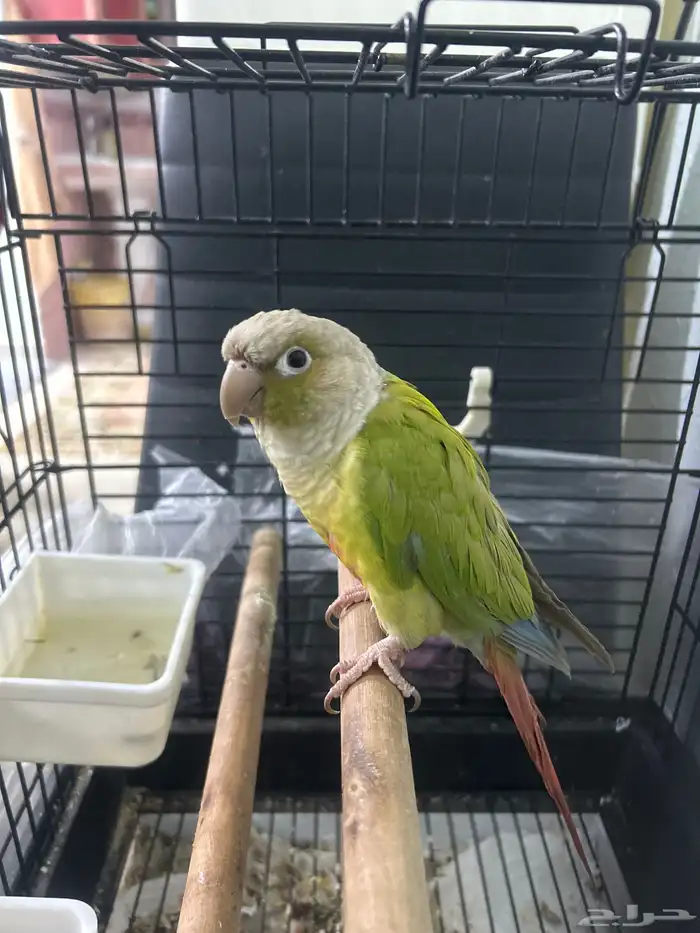 للبيع ببغاء كنيور أناناس العمر سنتين نبيعه في قفصه السعر 1