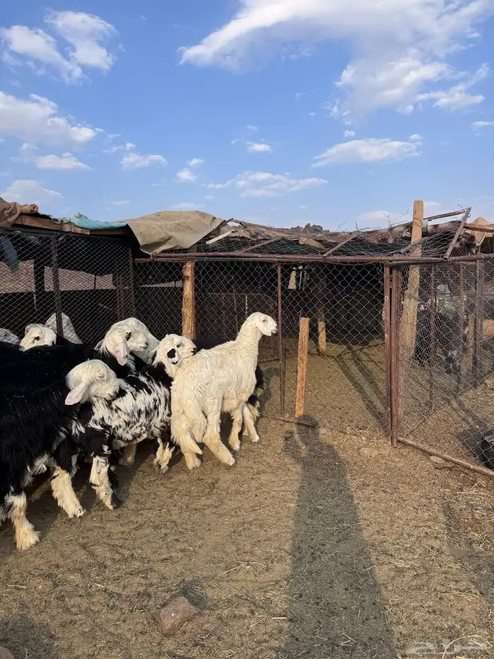 خرفان جبره 3