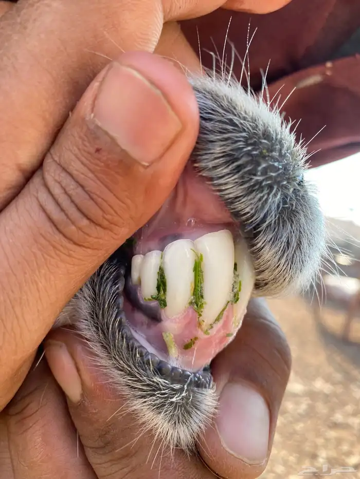 نعجه حجرية بولدها فاخر 5