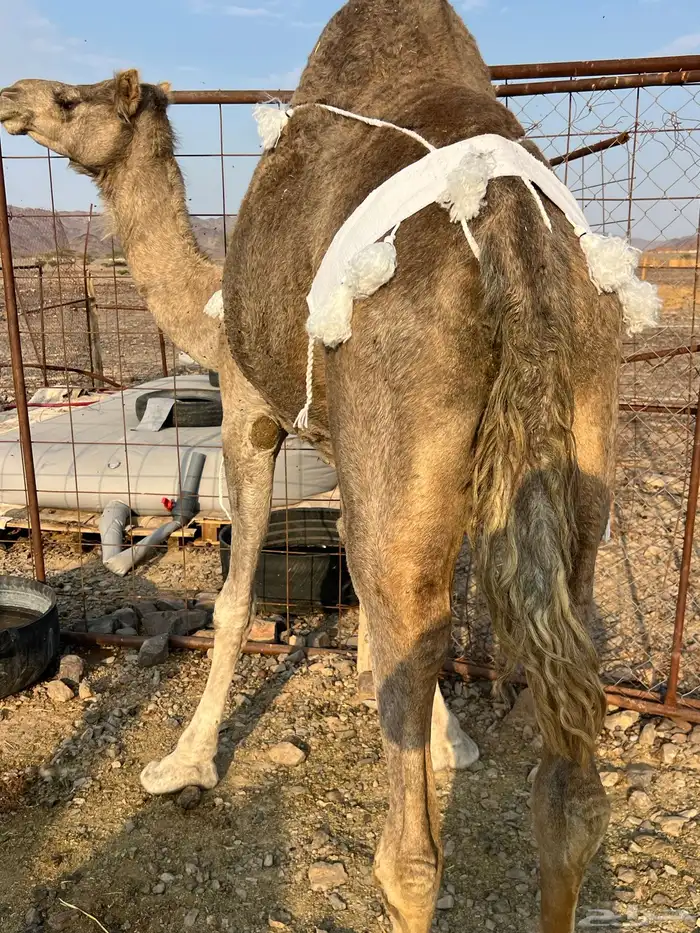 خلفه منيحه ب 8800 6