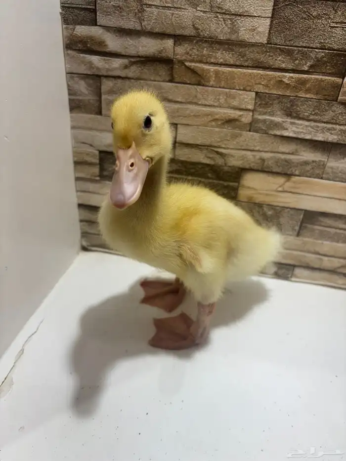 بطه بكيني مع اكله 2