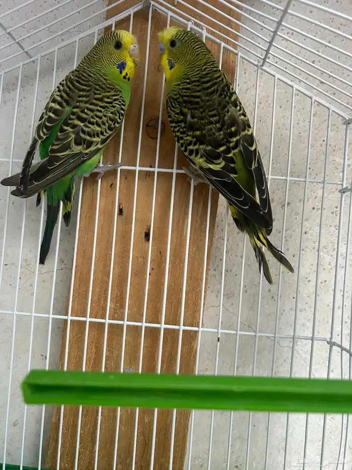 جوزين بادجي تركيب جديد للبيع 3