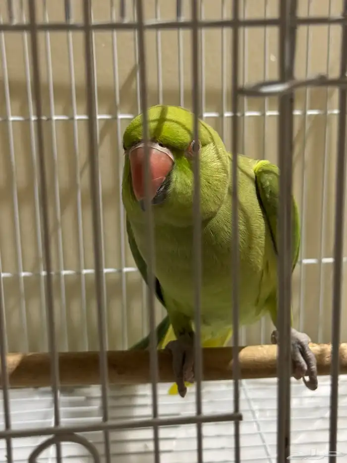 ببغاء دره انثى 1