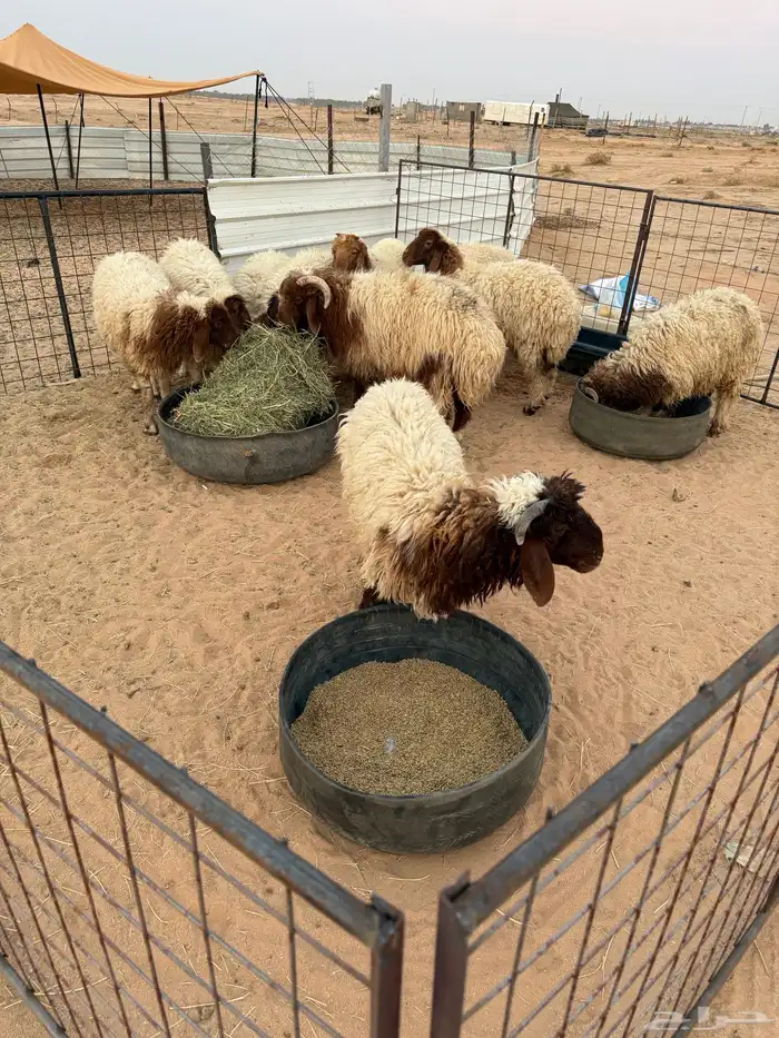 طليان نعيم 0