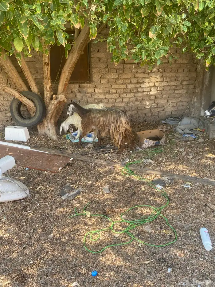 معزا ب فحلها 5