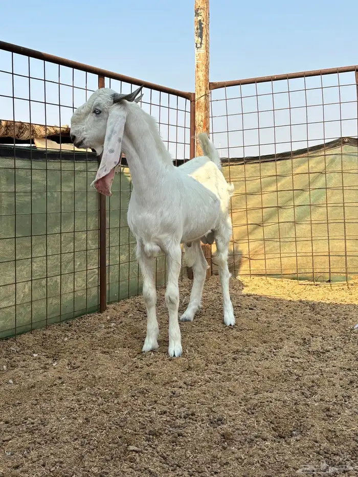 تيس بنجابي فاخر 1