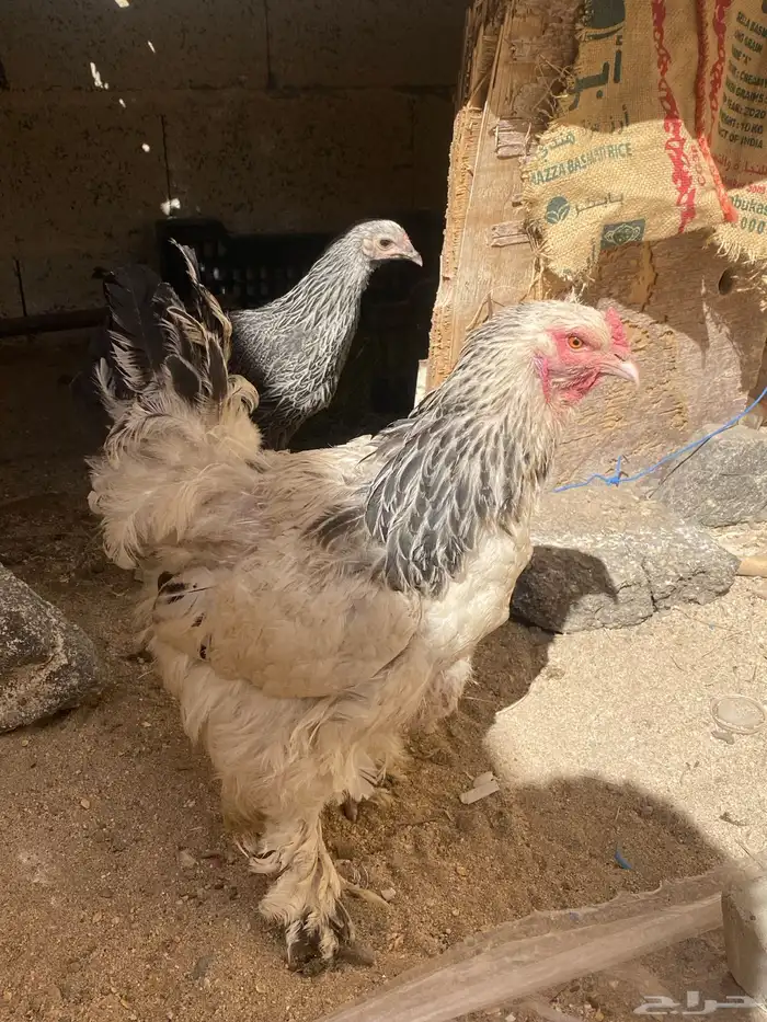 دجاج براهما كلومبي 4