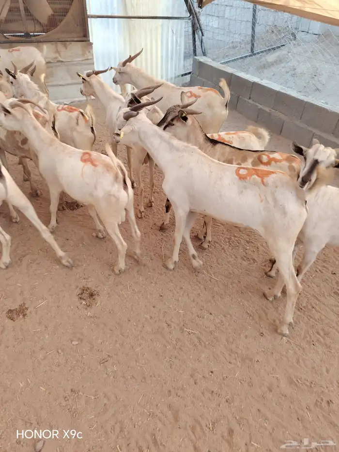 تيوس صومالية جملة وتفريد بأسعار طيبة 2