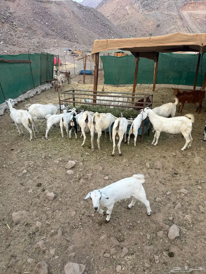 عرض وبيع مراح معزا بكامل 6