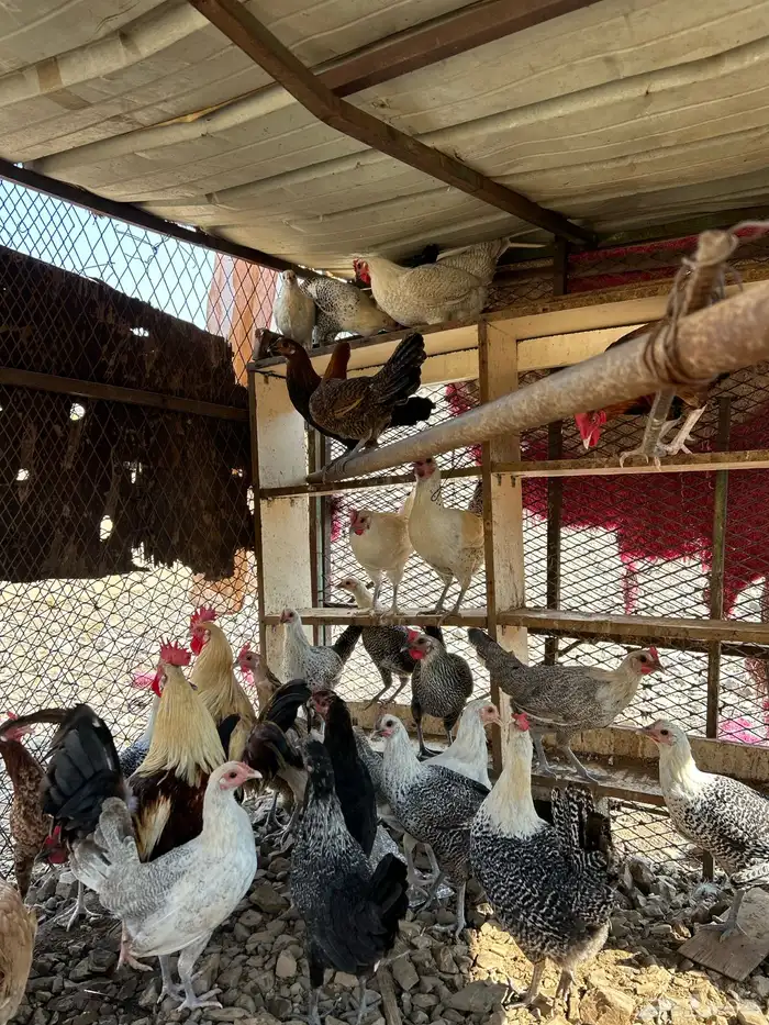 دجاج بلدي بياض 8