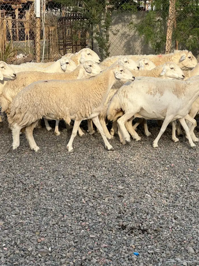 ضان حريات حرش صنف الصنف 38