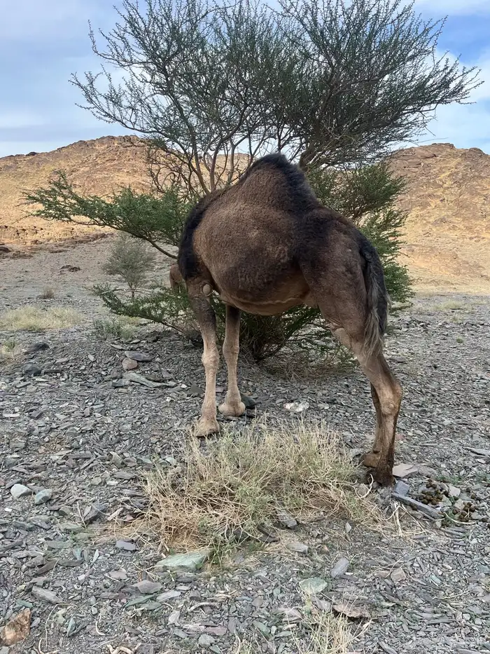 ناقه حمرا دهماء لقحه 11