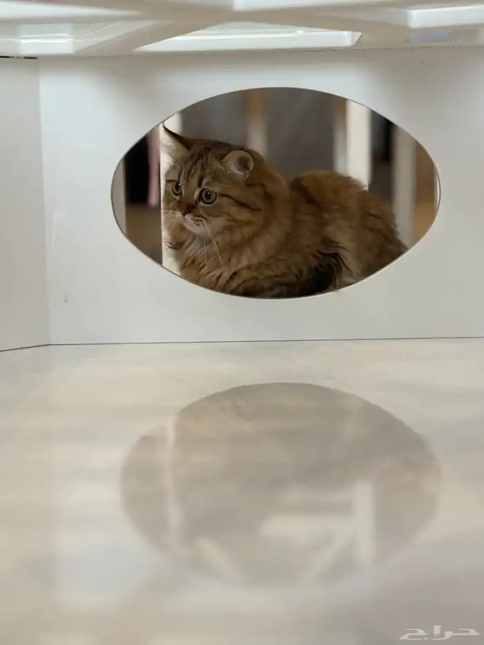 قطة صغيرة للتبني لظروف الابتعاث 0